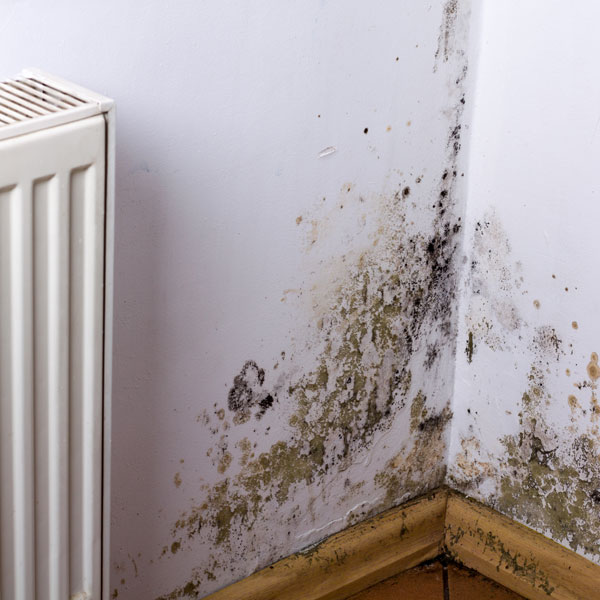 Mould damage at home in Wrexham