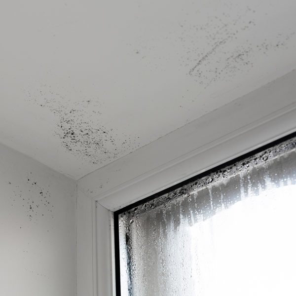 Mould damage around windowframe